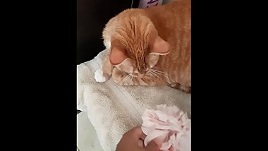 Barely legal latina plays with pussy